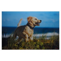 Livepac-Office Schreibtischunterlage 38,5x58,5cm / mit Hundemotiv