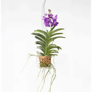 Plant in a Box - Vanda-Orchidee - Vanda 'Blue' - Höhe 45-55cm - Topf 12cm