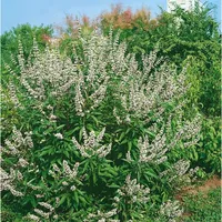 Pflanzen Für Dich Vitex agnus-castus 'Latifolia Alba', 40–60 cm