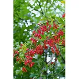Pflanzen Für Dich Berberis vulgaris, Gewöhnliche Berberitze, 40–60 cm