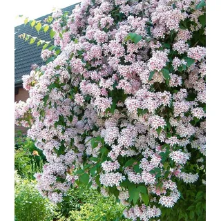 BALDUR Garten Zierstrauch Rosa Perlmuttstrauch, 1 St., Trockenheitstolerant, winterhart, blickdicht, duftend rosa