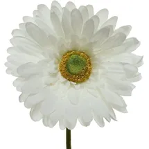 Decoris Gerbera Variante: Weiß
