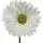 Decoris Gerbera Variante: Weiß