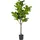 Beliani Kunstpflanze Fig Tree 162 cm, Grün