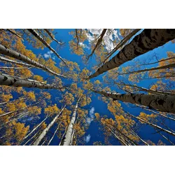 Fototapete PAPERMOON "Photo-Art VERDON, ASPEN'S FALL", bunt, B:4,50m L:2,80m, Vlies, Tapeten