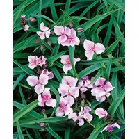 Pflanzen Für Dich Tradescantia x andersoniana 'Bilberry Ice', ca.
