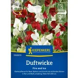 Kiepenkerl Duftwicke Fire and Ice Lathyrus odoratus