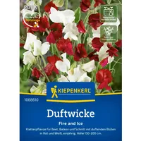 Kiepenkerl Duftwicke Fire and Ice Lathyrus odoratus