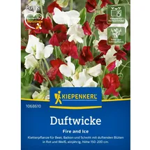 Kiepenkerl Duftwicke Fire and Ice Lathyrus odoratus