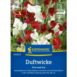 Kiepenkerl Duftwicke Fire and Ice Lathyrus odoratus