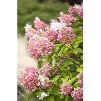 Pflanzen Für Dich Hydrangea paniculata 'Pinky Winky', Rispenhortensie, zweifarbig,
