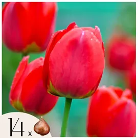 Plant in a Box - Tulpenzwiebeln - 14 Stk - Tulipa Red Impression' - Rot