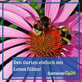 Kiepenkerl Elfenspiegelsamen Nemesia 100 Pflanzen