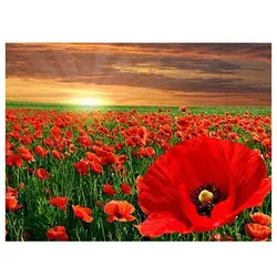 PRACHT Creatives Bastelset Mohnblumen mehrfarbig 4016490818861 PRACHT Creatives