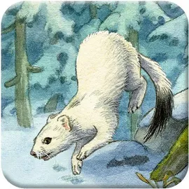 Coppenrath Verlag Memo-Adventskalender Die Tiere im Winterwald