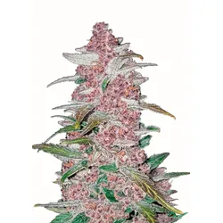 Blackberry Auto | Autoflowering Hanfsamen von Fast Buds | 3 Hanfsamen