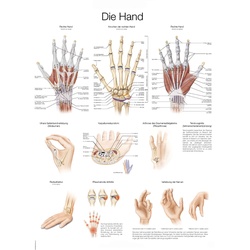 Lehrtafel Die Hand  50x70cm