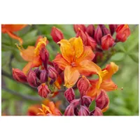 Pflanzen Für Dich Rhododendron luteum 'Sunny Boy', gelb, 30–40