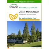 SAFLAX - Urwelt - 60 Samen - Mit keimfreiem Anzuchtsubstrat - Metasequoia glyptostroboides