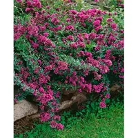 Pflanzen Für Dich Origanum laevigatum Herrenhausen ca. 9x9 cm