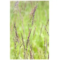 Pflanzen Für Dich Molinia caerulea 'Edith Dudszus', Moorgras, ca.