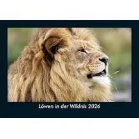 Vero Kalender Löwen in der Wildnis 2026 Fotokalender DIN
