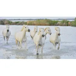 Fototapete PAPERMOON "Pferde im Wasser", bunt, B:3,50m L:2,60m, Vlies, Tapeten