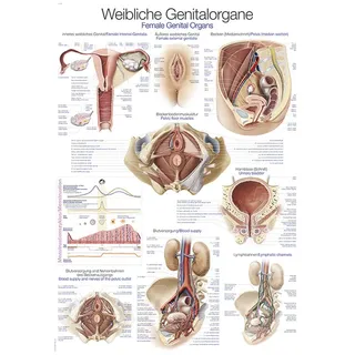 Lehrtafel Weibliches Genital 70x100cm
