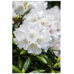 Rhododendron Hybr. 'Helene Schiffner', weiß, 30–40 cm