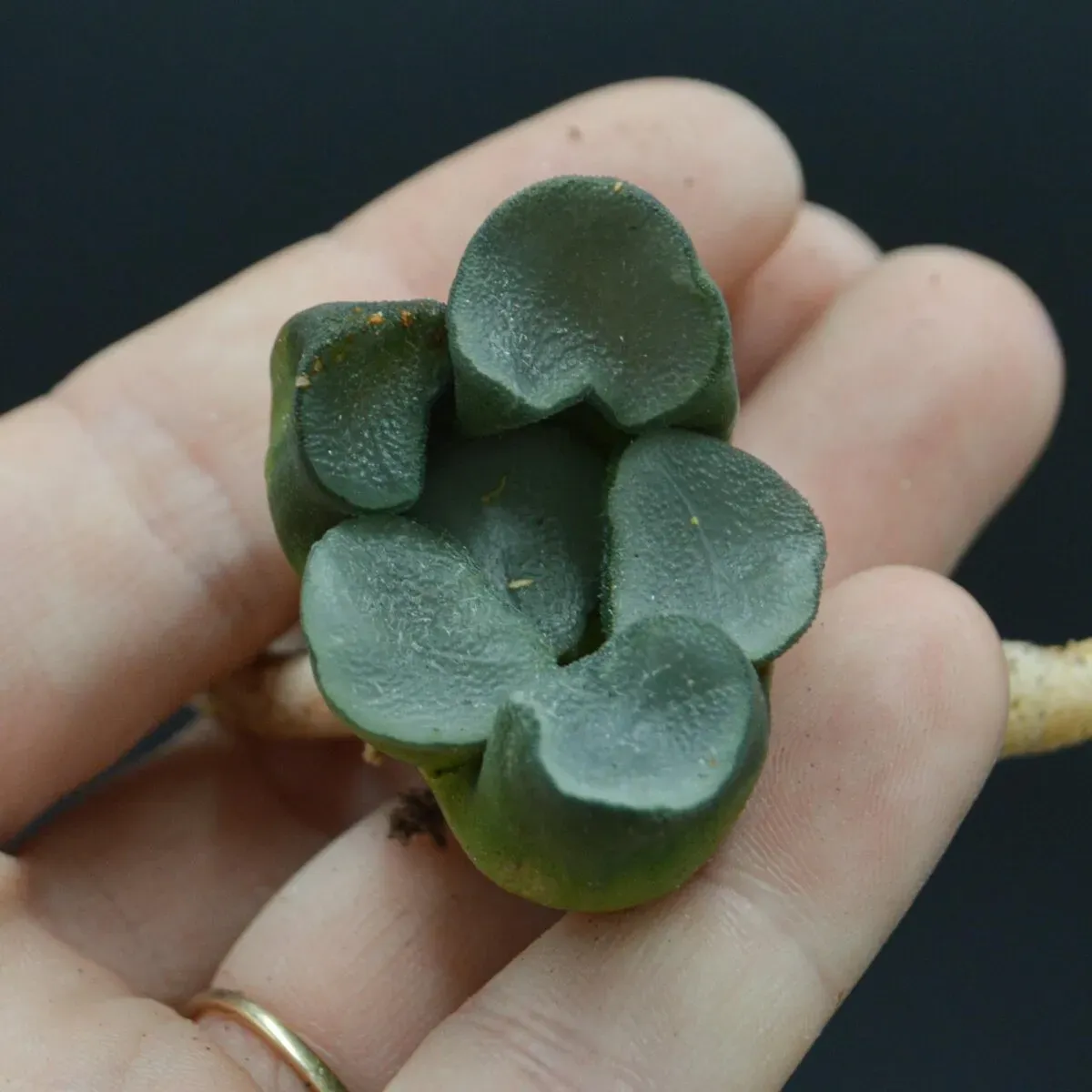 Haworthia maughanii Buddhism