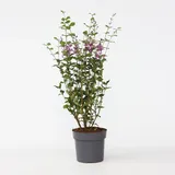 Plant in a Box - Syringa 'Bloomerang' - Höhe 55-65cm - Topf 19cm