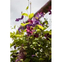 Pflanzen-für-dich.de Clematis viticella 'Rubra' 2L 60- 100