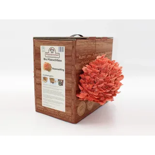 Rosenseitling Pilzzuchtbox Bio