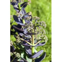 Pflanzen Für Dich Sedum cauticola 'Bertram Anderson', Fetthenne, purpurrot,