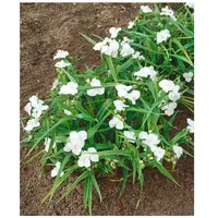 Pflanzen Für Dich Tradescantia x andersoniana 'Innocence', weiß, ca.