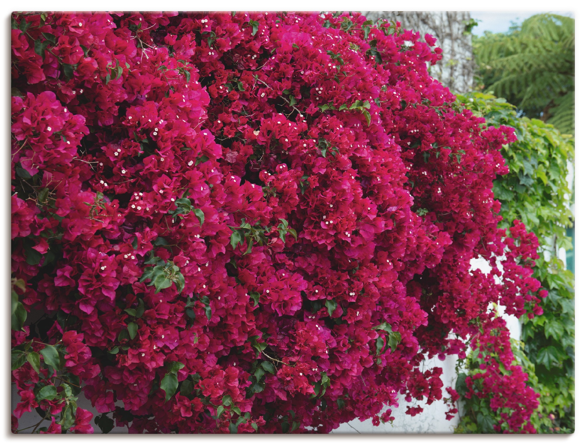 Artland Leinwandbild »Blumen«, Blumen, (1 St.) Artland rot