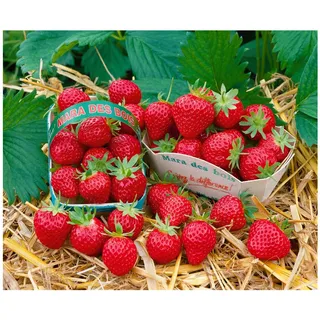 Pflanzen Für Dich Fragaria 'Mara des Bois' -s- cac p 0,5