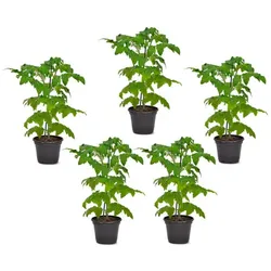 Tomatenpflanzen - grün - Grün