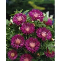 Pflanzen Für Dich Centaurea dealbata, Flockenblume, rosa Blüten, ca.
