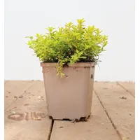 Pflanzen Für Dich Thymus x citriodorus 'Golden Dwarf' P