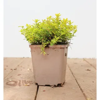 Pflanzen Für Dich Thymus x citriodorus Golden Dwarf', Zitronenthymian, ca. 9x9 cm Topf