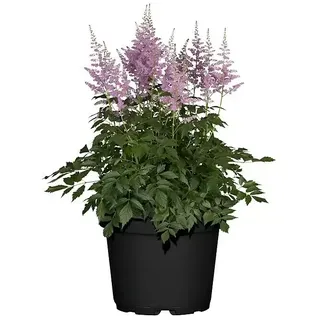 Piardino Japanische Prachtspiere  (Astilbe japonica)