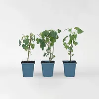 Plant in a Box - Kapmalve - 6 Stk