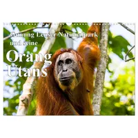 Calvendo Gunung Leuser Nationalpark und seine Orang Utans (Wandkalender