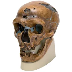 Schädelreplikat Homo neanderthalensis (La Chapelle-aux-Saints 1)