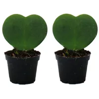 EXOTENHERZ Set mit 2 Pflanzen Hoya kerii Herzblatt-Pflanze, Herzpflanze