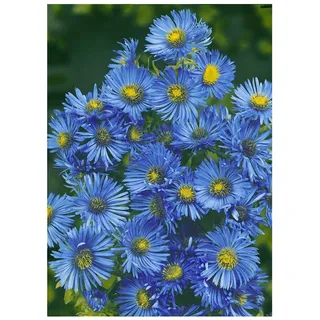Pflanzen Für Dich Aster novae-angliae 'Barr's Blue' P 1