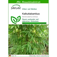 SAFLAX - Gräser-Bambus-Kalkuttabambus - 50 Samen - Mit keimfreiem
