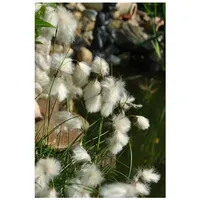 Pflanzen Für Dich Eriophorum angustifolium Wollgras, ca. 9x9 cm