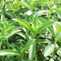 Saterkali Stevia-Samen, 400 Stück/Beutel Stevia-Samen, mehrjähriges, ertragreiches Kraut, schöne grüne Blätter, Pflanzen für den Gartenbau Stevia-Samen